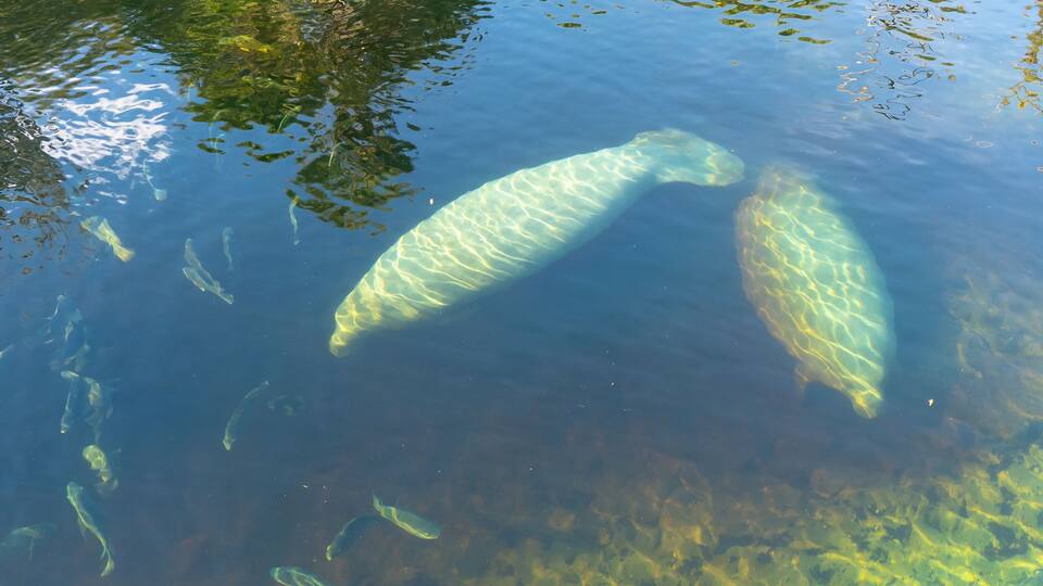 A pond with clear water and several fish swimming.