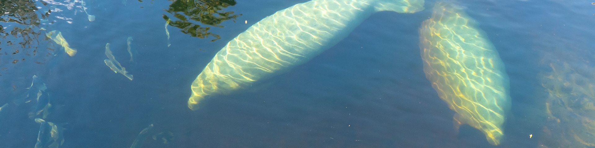 Two Florida Manatees (Trichechus manatus latirostris) swimming in the crystal-clear spring water at Blue Spring State Park in Florida, USA, a winter gathering site for manatees.