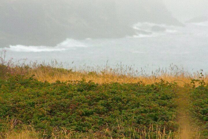 The headlands themselves are rocky bluffs overlooking the Pacific Ocean, surrounding Mendocino. The section of headlands along the south side of Main Street in Mendocino is narrow and covered by blackberry and rose brambles #takeahike