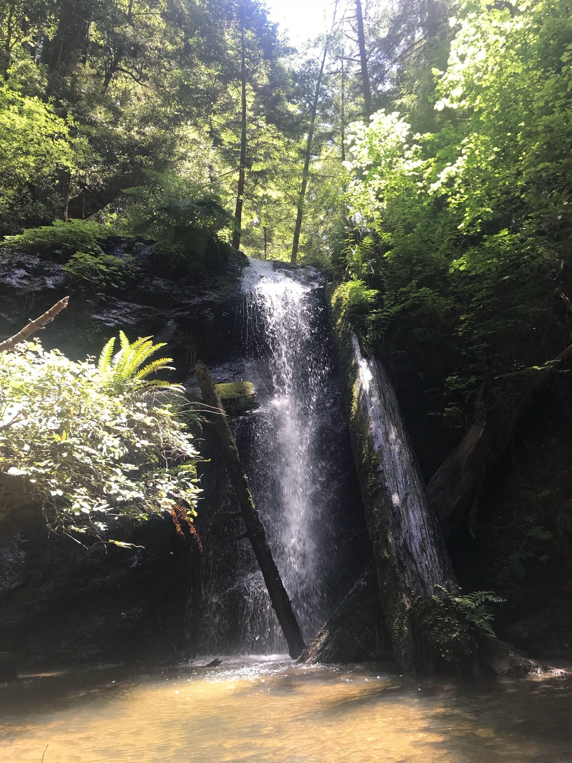 Today’s find: A waterfall in the middle of Russian Gulch State Park. We parked on the outskirts of the park and took the shorter hike (2 miles round trip) down “East Trail”. The trail will take you on a quiet walk through a lush forest and ends at the waterfall. 
