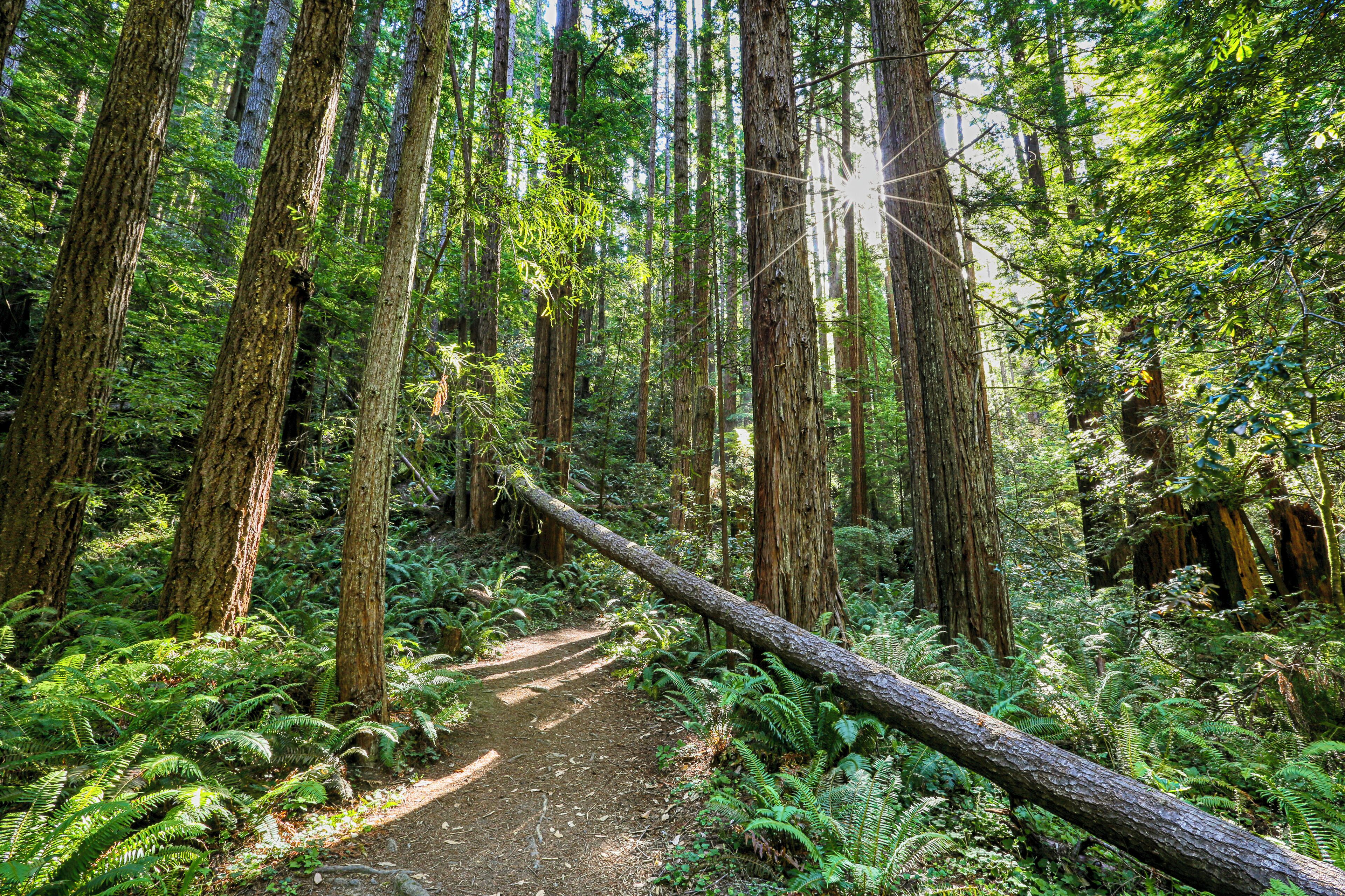 New growth redwoods grow aplenty along the East Trail of Russian Gulch State Park in Mendocino, California. There is a waterfall nearby worth the hike, but just enjoying the redwoods on the East trail as well as the Falls Loop Trail is worth it in themselves. If you get going early enough in the morning, you might have them all to yourself. Access the East Trail from State Road 409, 1.25 miles up from Hwy 1. 