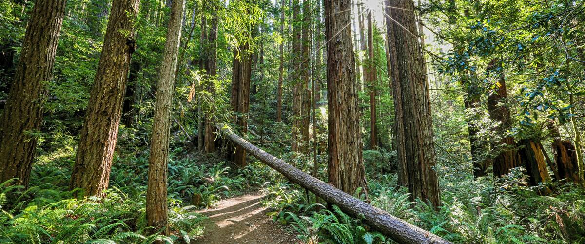 New growth redwoods grow aplenty along the East Trail of Russian Gulch State Park in Mendocino, California. There is a waterfall nearby worth the hike, but just enjoying the redwoods on the East trail as well as the Falls Loop Trail is worth it in themselves. If you get going early enough in the morning, you might have them all to yourself. Access the East Trail from State Road 409, 1.25 miles up from Hwy 1.