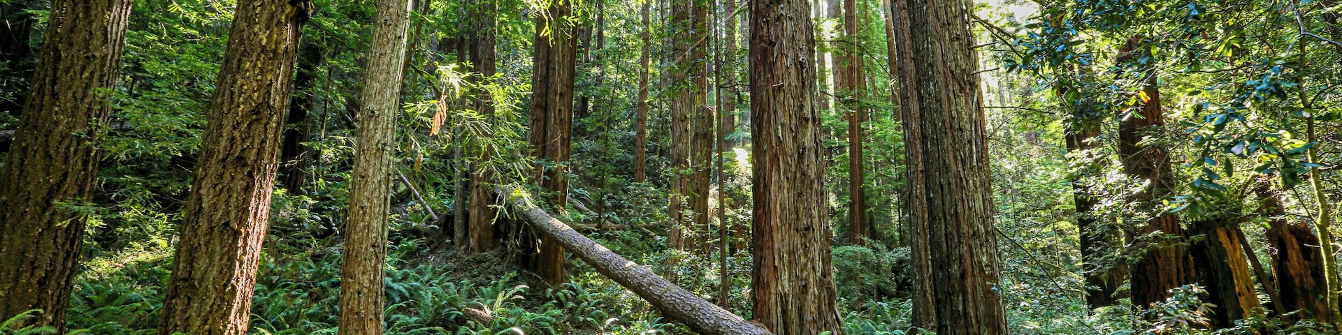 New growth redwoods grow aplenty along the East Trail of Russian Gulch State Park in Mendocino, California. There is a waterfall nearby worth the hike, but just enjoying the redwoods on the East trail as well as the Falls Loop Trail is worth it in themselves. If you get going early enough in the morning, you might have them all to yourself. Access the East Trail from State Road 409, 1.25 miles up from Hwy 1.