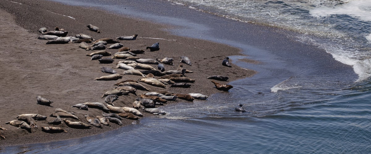 A sandy beach with a large group of seals resting near the water's edge.