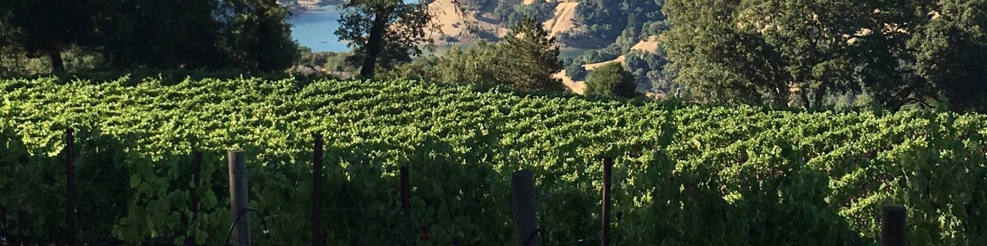 Special dinner spot in the vineyard