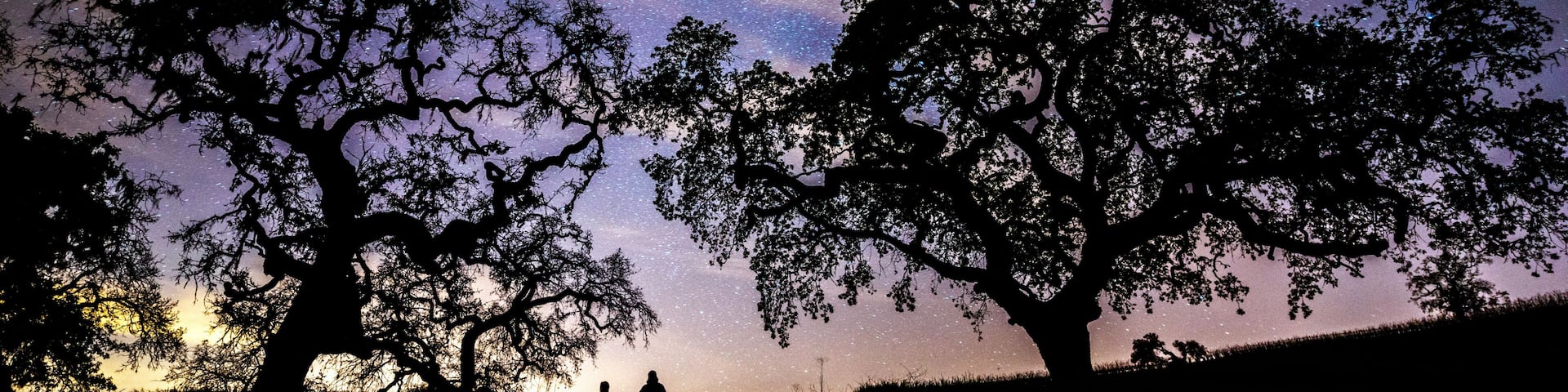 A man and woman stand holding hands under beautiful oak trees at night with the night sky, Milky Way and Orion constellation overhead in Alexander Valley, California.