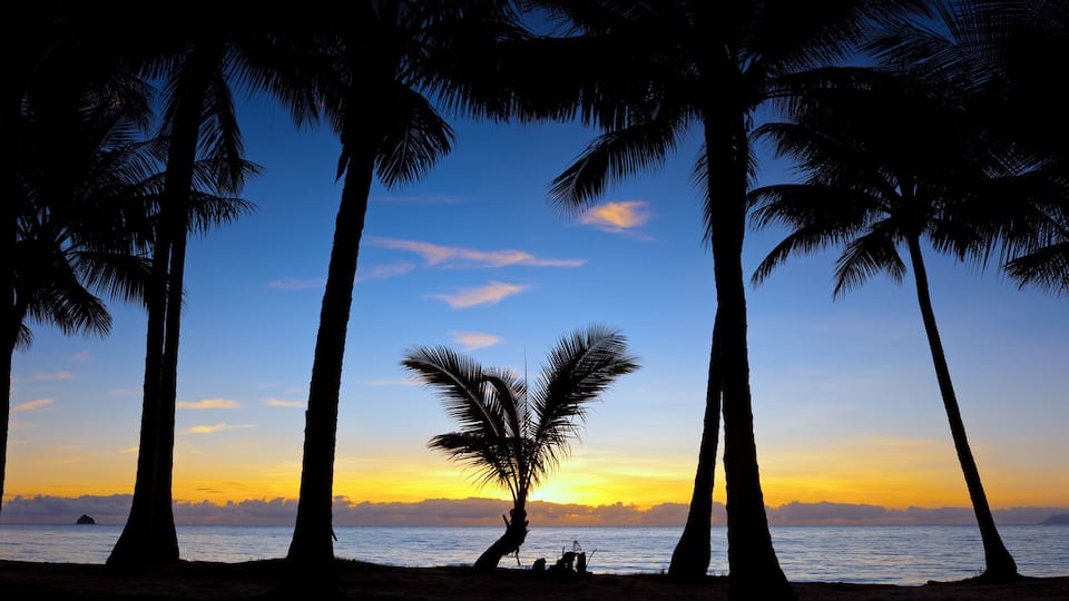 Un atardecer sobre una playa con palmeras siluetas contra el cielo.
