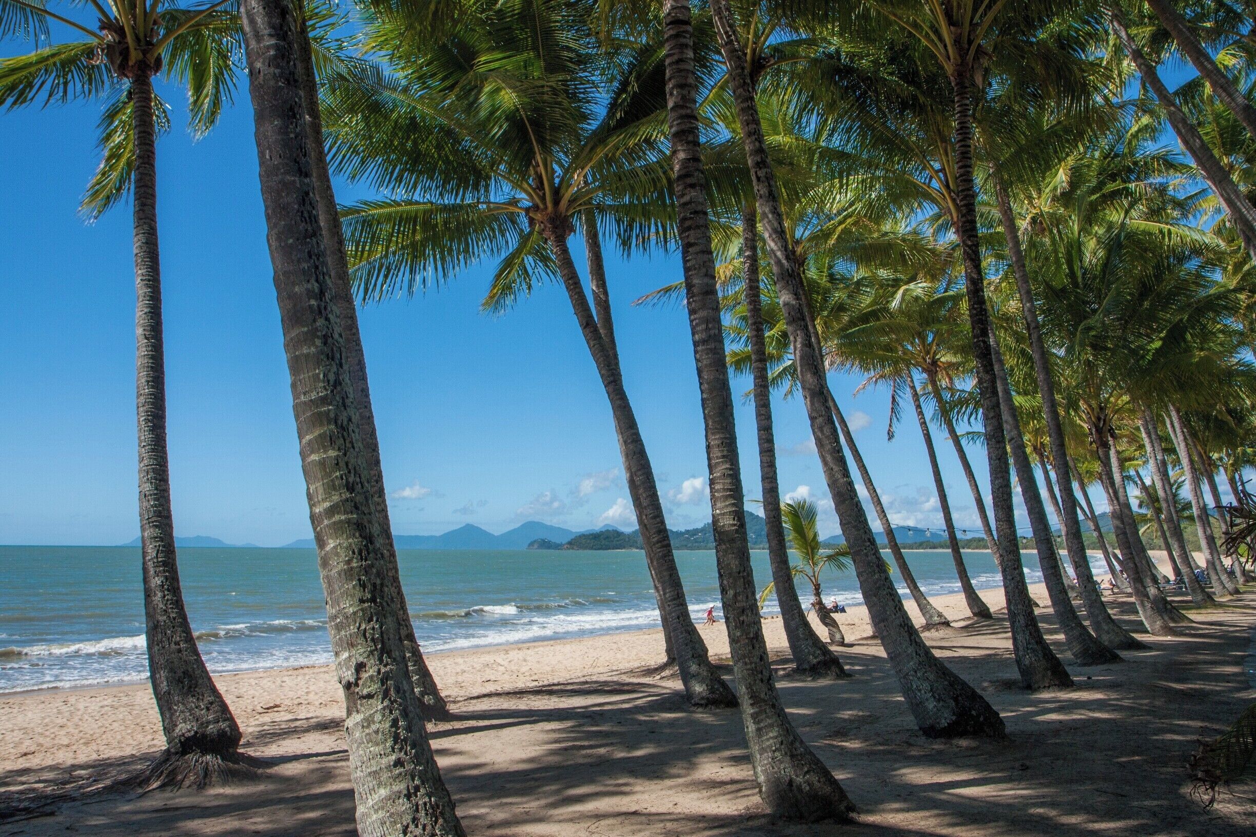 A beach lined with tall palm trees and a clear blue sky.