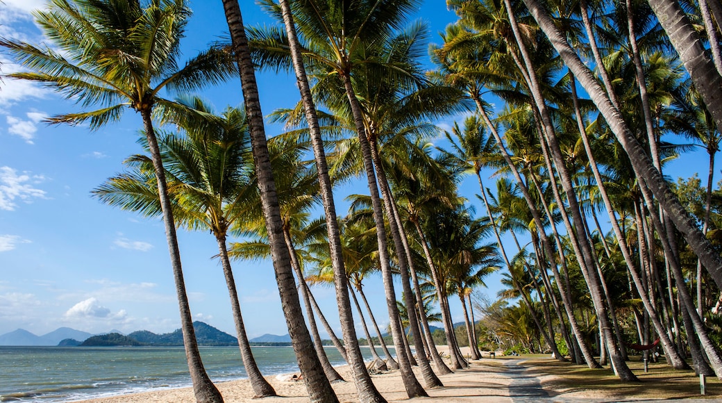 Palm Cove with its beautiful stand of coconut palms right on the beach is a popular tourist destination in far north Queensland, Australia.
