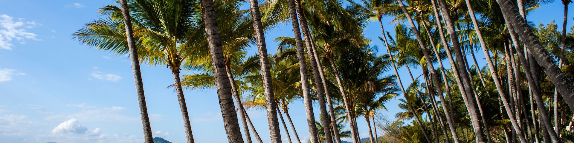 Uma praia bordeada por altas palmeiras, com areia clara e um mar calmo, montanhas ao longe.