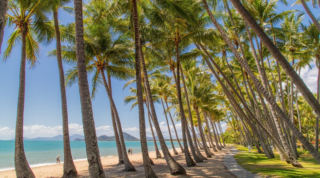Palm Cove showing a beach, a garden and tropical scenes