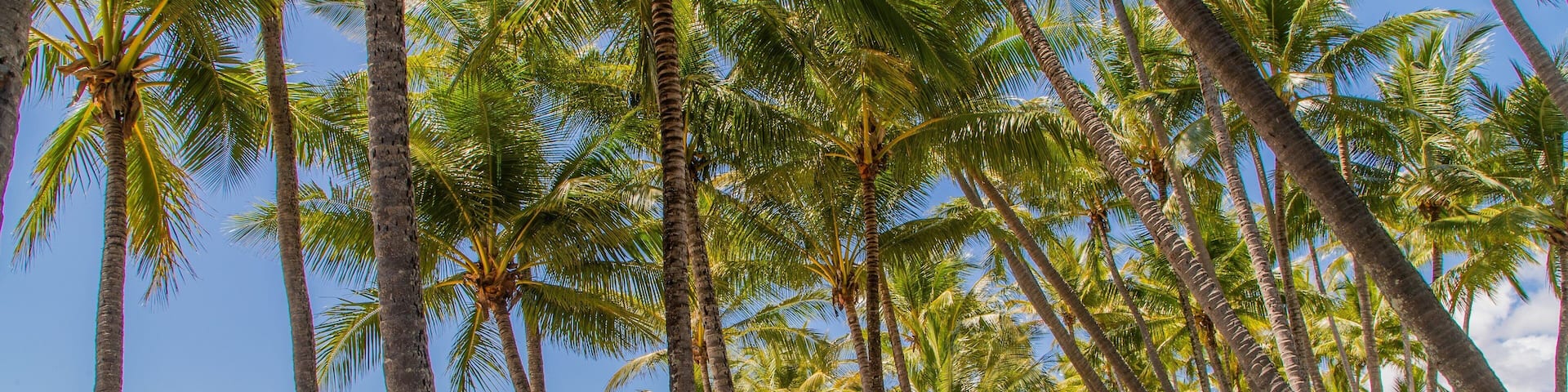 Palm Cove showing a beach, a garden and tropical scenes