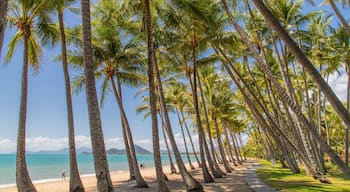 Palm Cove showing a beach, a garden and tropical scenes