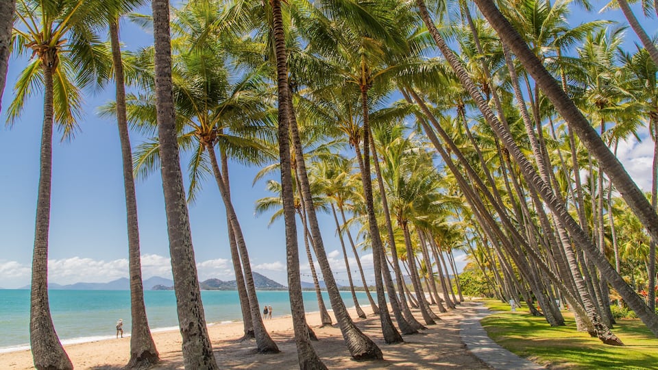 Palm Cove showing a beach, a garden and tropical scenes
