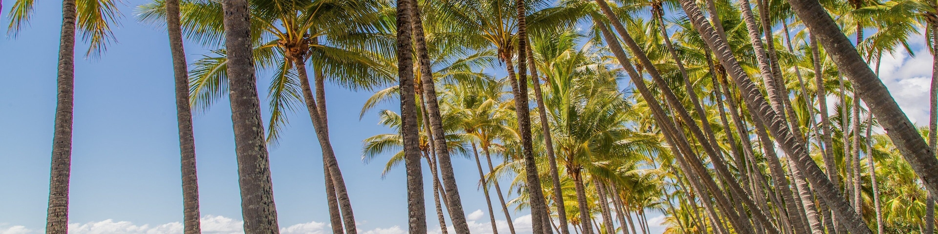 Palm Cove showing a beach, a garden and tropical scenes