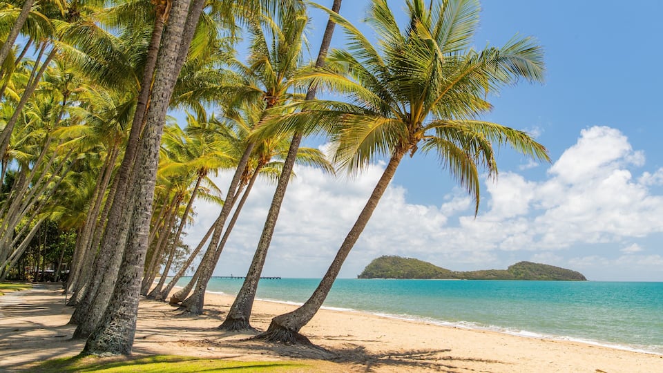 Una playa con palmeras y un cielo azul despejado.