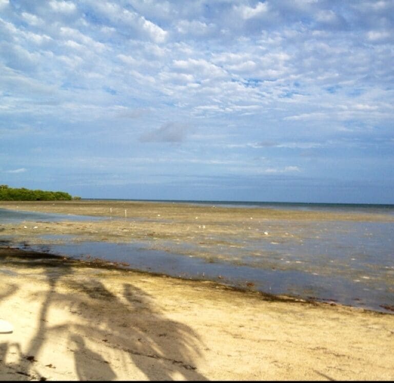 A gorgeous wooden boat carries you to this island hotel and restaurant.  We didn't stay here but we had the best meal of our stay in the keys.  Rays, tarpon, ibis all feeding while we had shrimp, grouper and key lime pie. No kids under 16 allowed.  Splurge.  