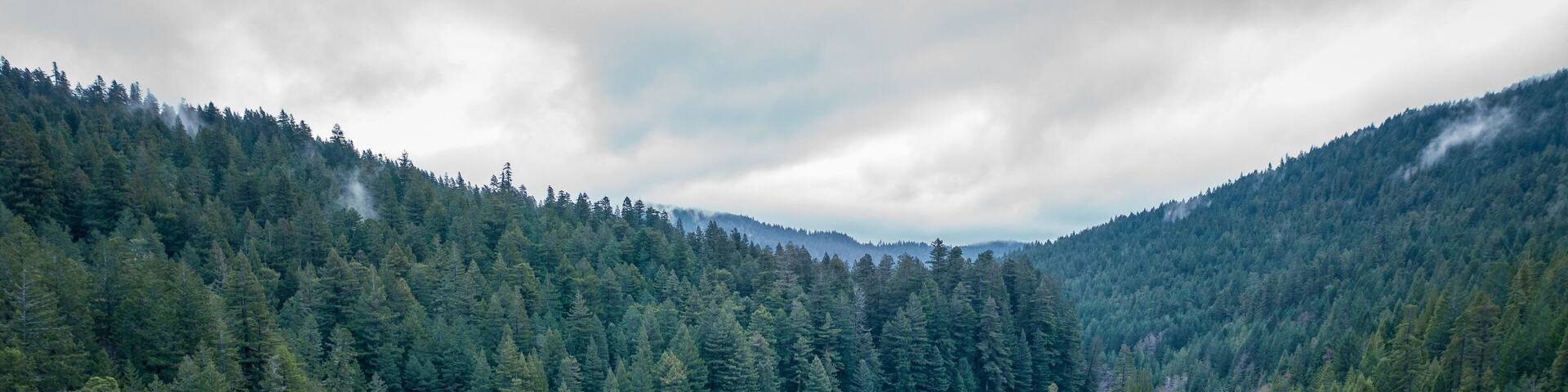 River winding through redwoods in Miranda, California