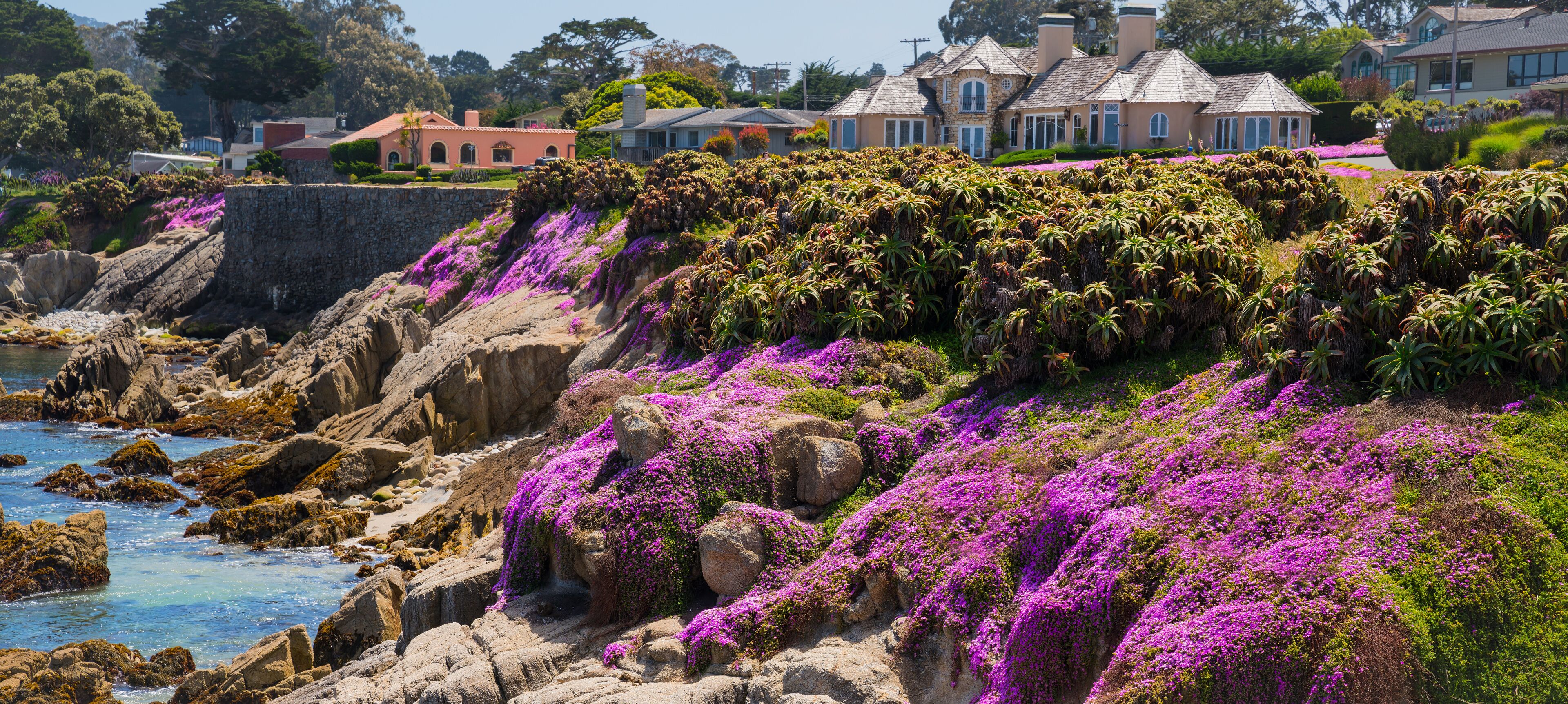 Rocas costeras con flores moradas, una orilla rocosa y casas al fondo.