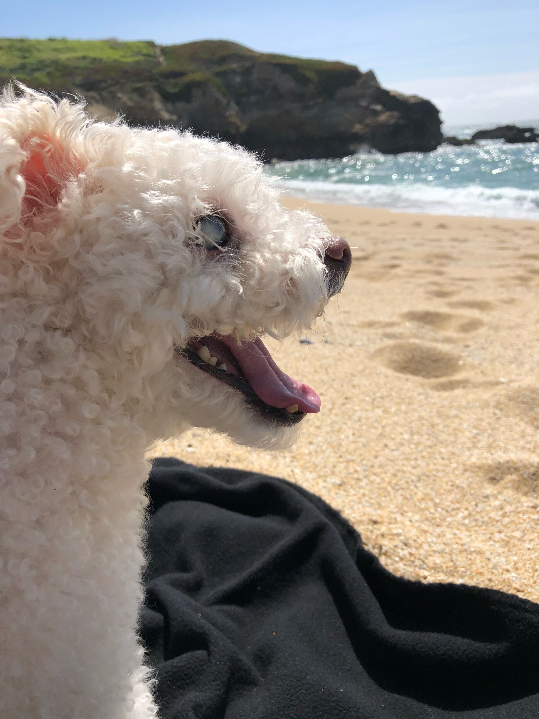My dog's first day at the beach. Great hidden jem @ Half Moon Bay, CA