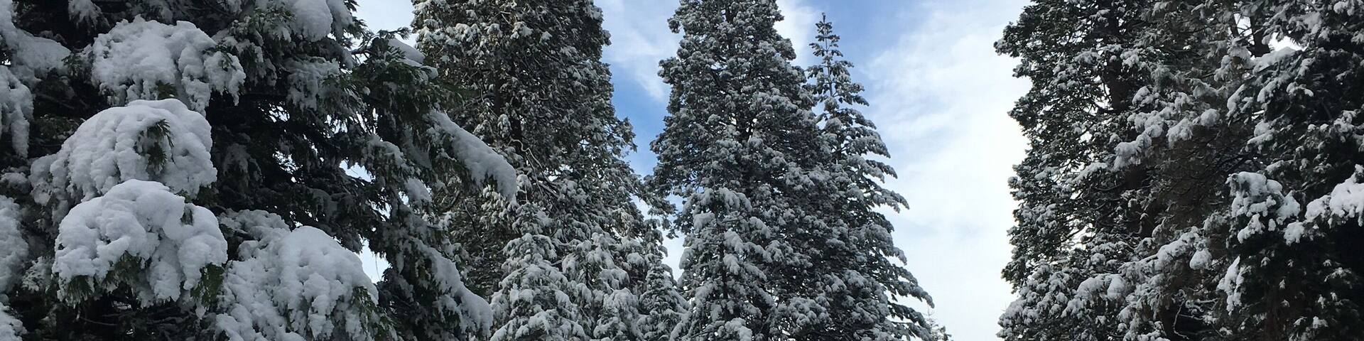Arnold, California A perfect winter day