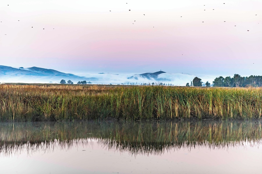 Early morning view from the slough as the fog rolls over the California hills. #NikonD850