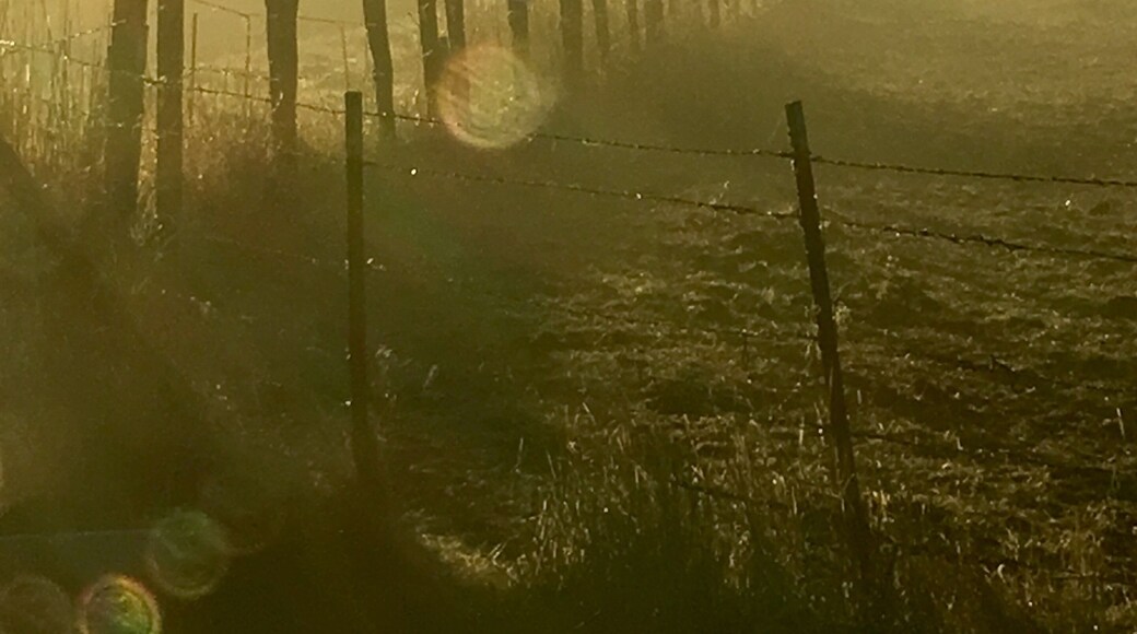 Sunrise over Grizzly Island Road, Suisun California. #Nikon D850