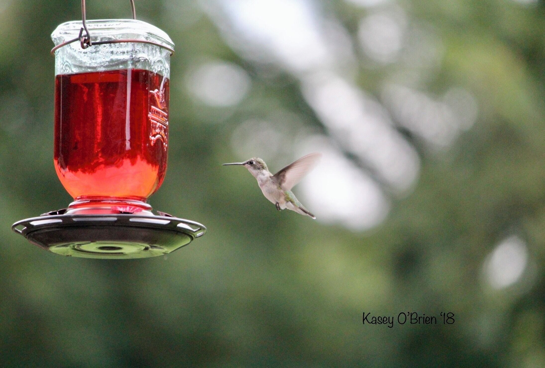 After patiently waiting an hour, finally captured a priceless photo of this incredible creature. #adventure #nature