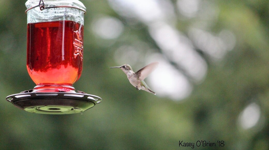 After patiently waiting an hour, finally captured a priceless photo of this incredible creature. #adventure #nature