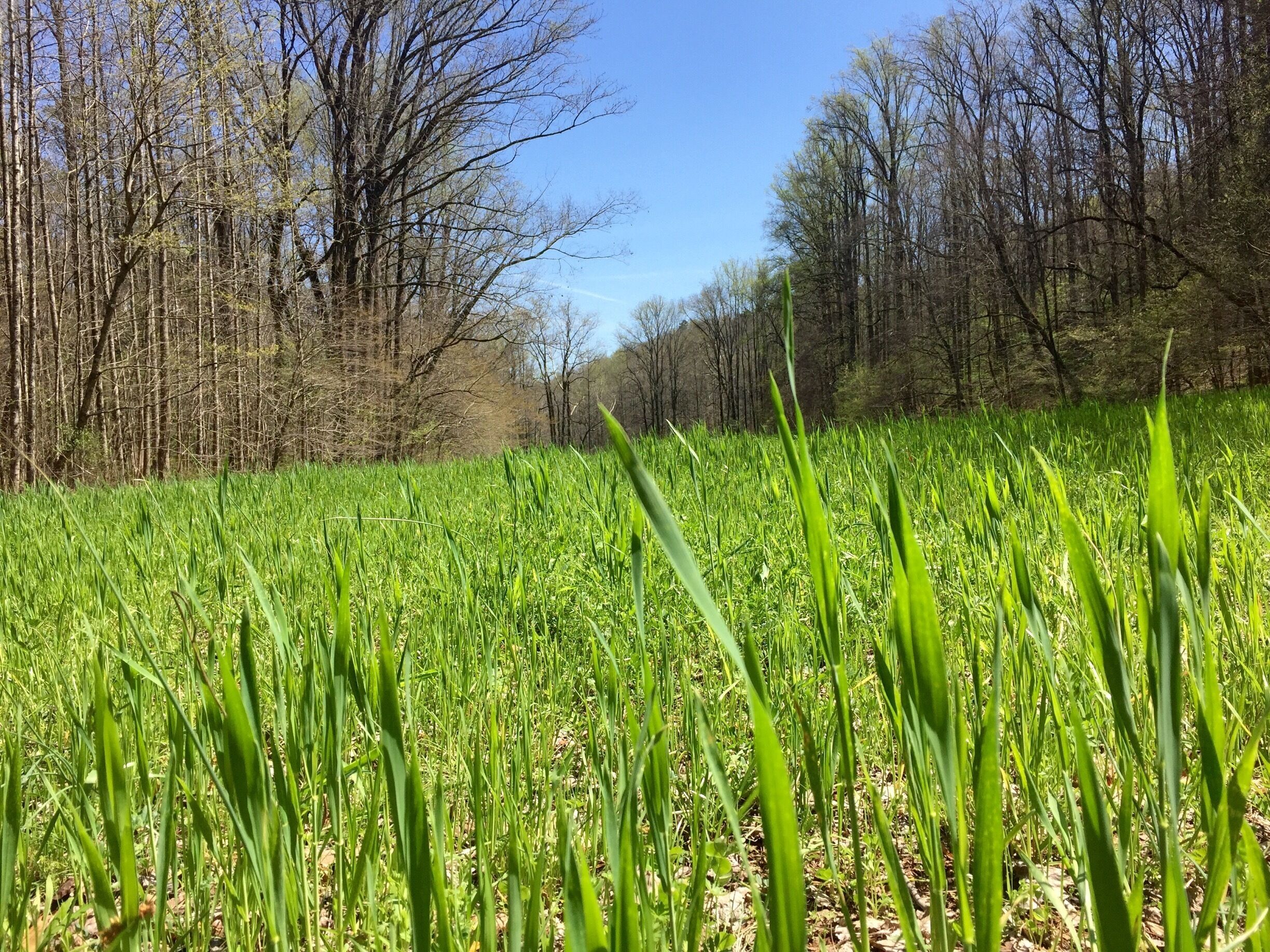 The fields that begin the hike to Lee Falls look beautiful in early spring.  