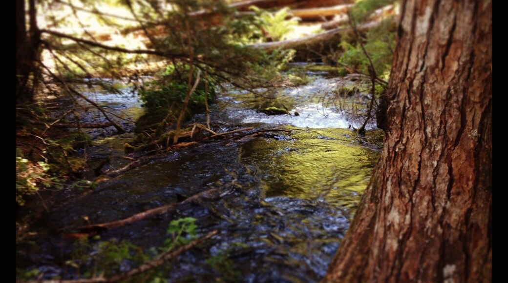I visited this magical place as a 6th grader at Camp Chinquapin. I had to go back as an adult and experience the magic all over again. I had the whole place to myself and enjoyed the day.