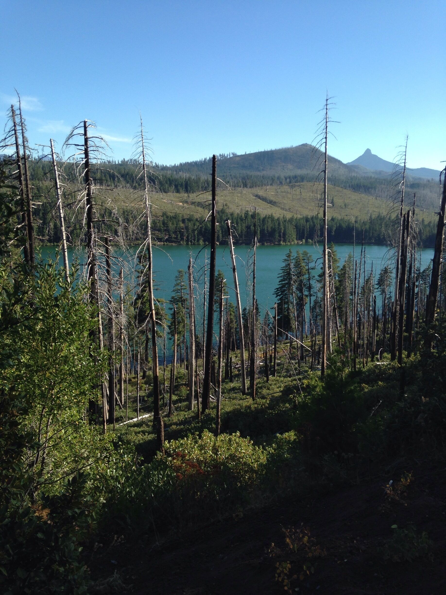 Un bosque con árboles secos y un lago.