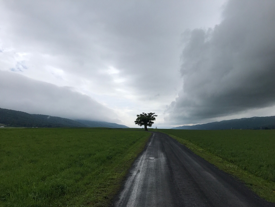 A lone tree.