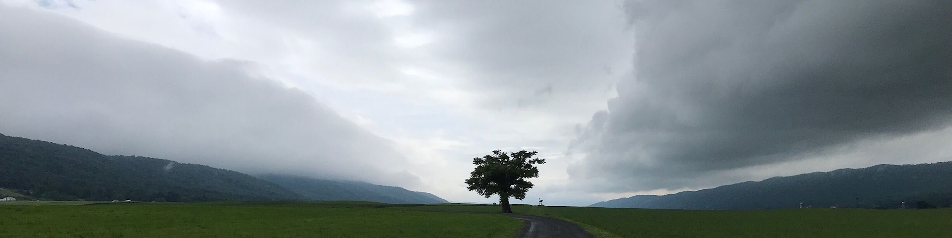 A lone tree.