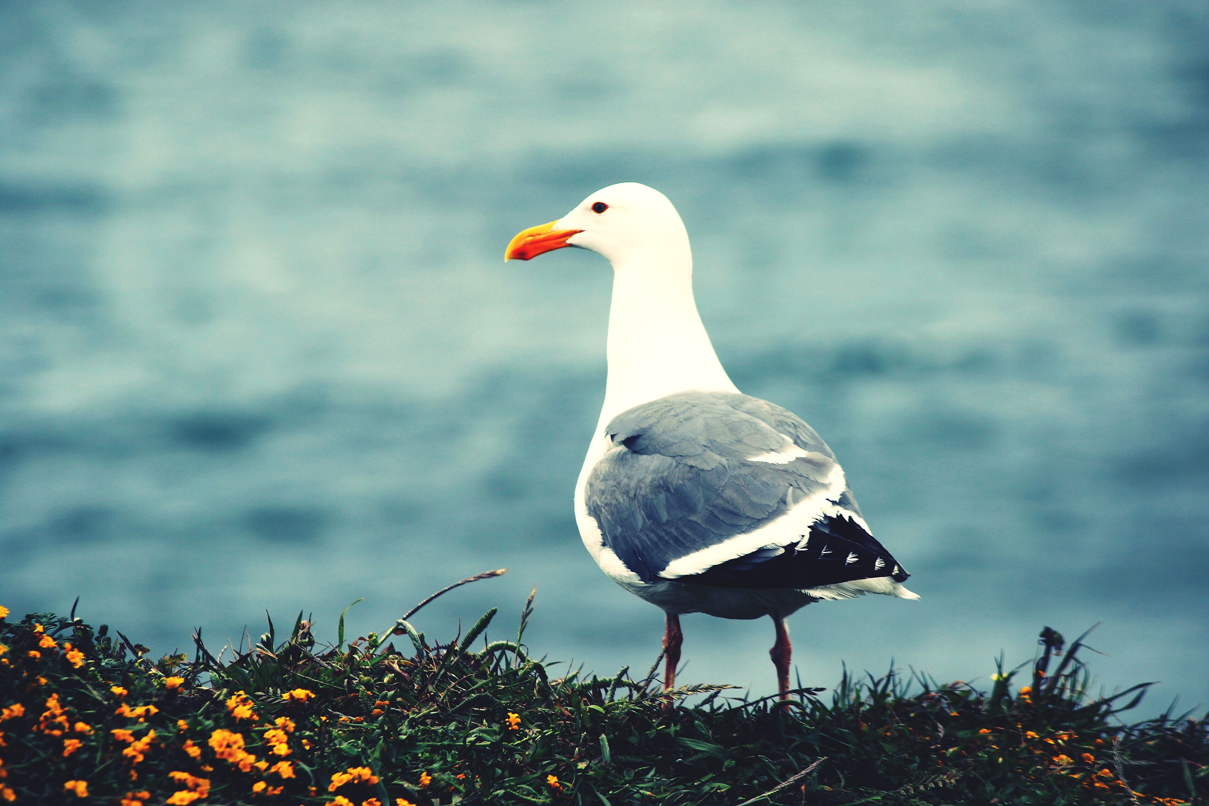 Seagull and I sharing the view at point reyes national seashore. #adventurephotocontest #adventure #california #wandering