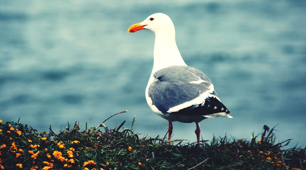 Seagull and I sharing the view at point reyes national seashore. #adventurephotocontest #adventure #california #wandering