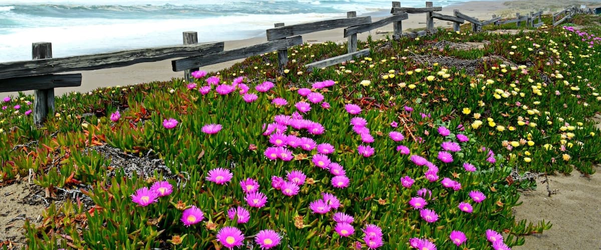 North Beach in the Point Reyes National Seashore. (April)
More on http://www.ajauntwithjoy.com