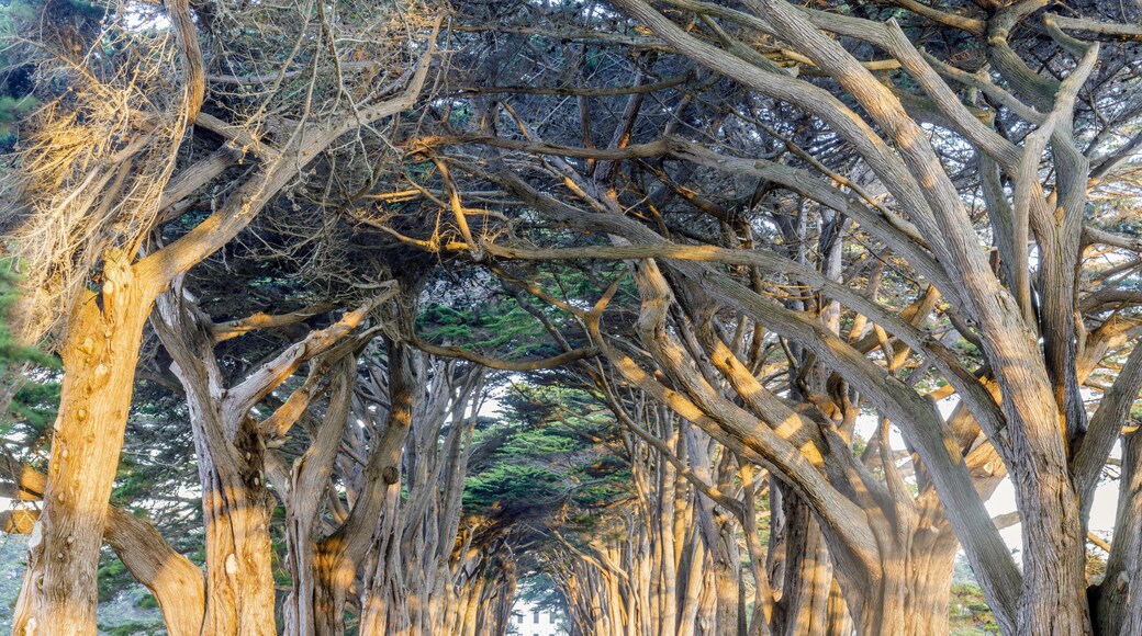Sunrise over Cypress Tree Tunnel. Point Reyes National Seashore, Marin County, California, USA.