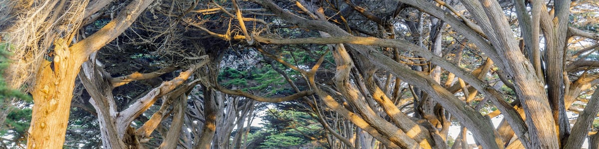 Un sentier bordé d’arbres, avec un ciel dégagé.