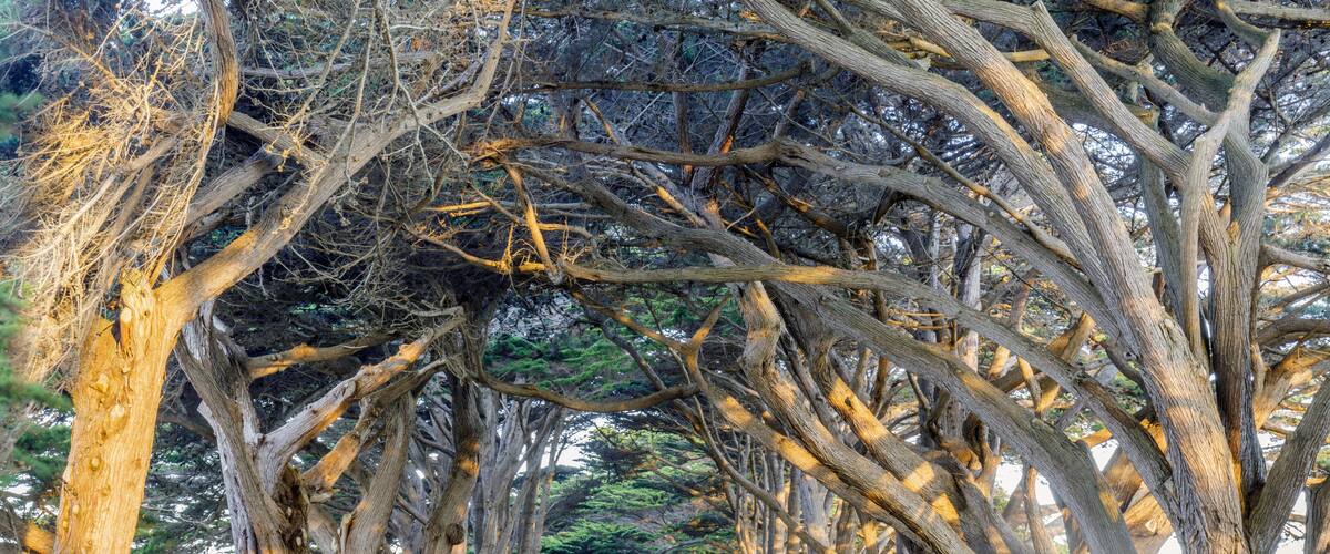 Sunrise over Cypress Tree Tunnel. Point Reyes National Seashore, Marin County, California, USA.