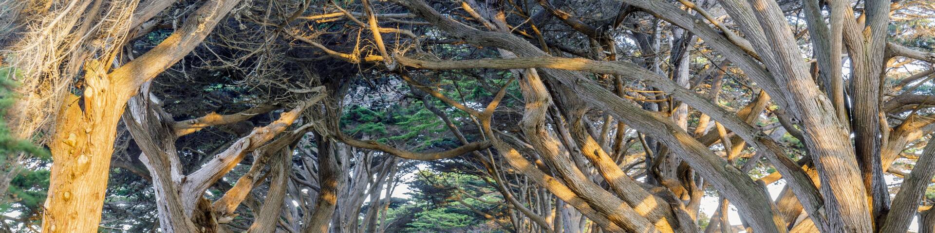 Sunrise over Cypress Tree Tunnel. Point Reyes National Seashore, Marin County, California, USA.