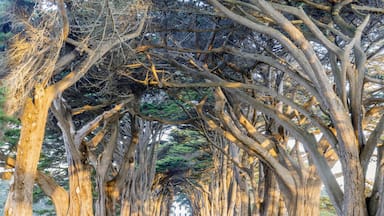 Un sendero bordeado de árboles con cielo despejado.