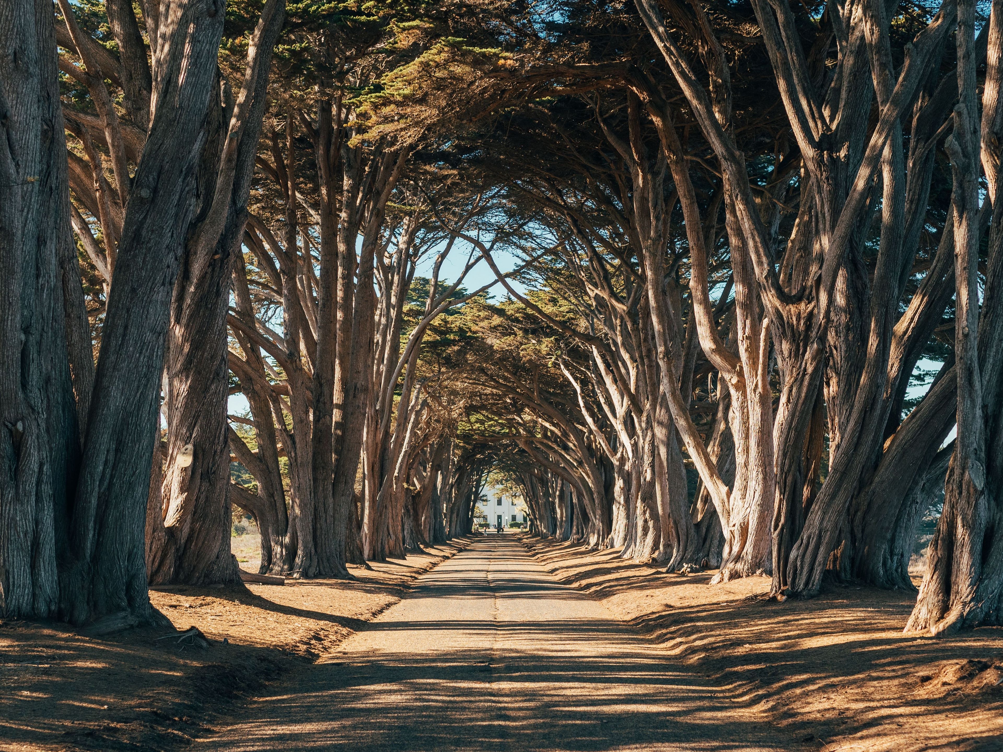A tree-lined pathway with large trees on either side.