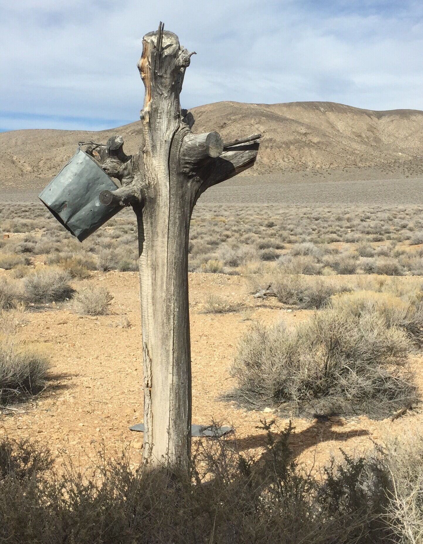 I like the shadow this tree stump is making, as if pointing to the nearest watering hole in Death Valley 
