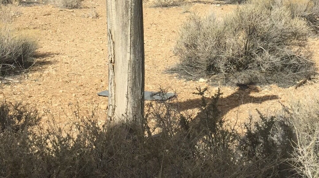 I like the shadow this tree stump is making, as if pointing to the nearest watering hole in Death Valley