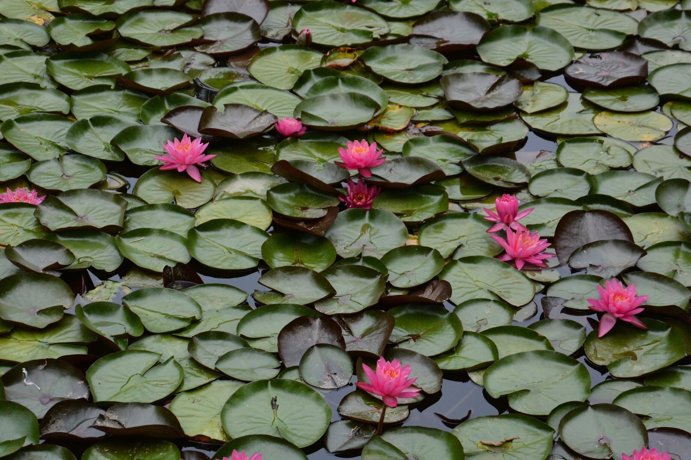 As we approached Hancock, MD on the 
C &O trail, this lovely area of water lilies were in the canal. 