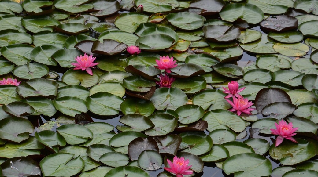 As we approached Hancock, MD on the
C &O trail, this lovely area of water lilies were in the canal.