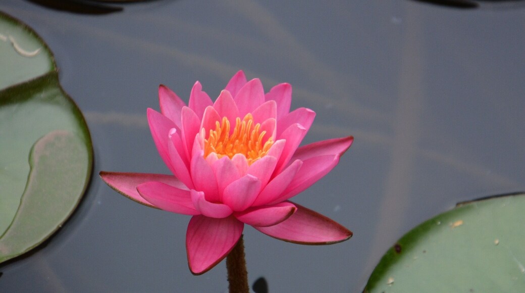 As we approached Hancock, MD on the
C &O trail, this lovely area of water lilies were in the canal.