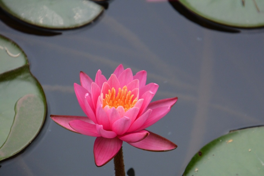 As we approached Hancock, MD on the
C &O trail, this lovely area of water lilies were in the canal.