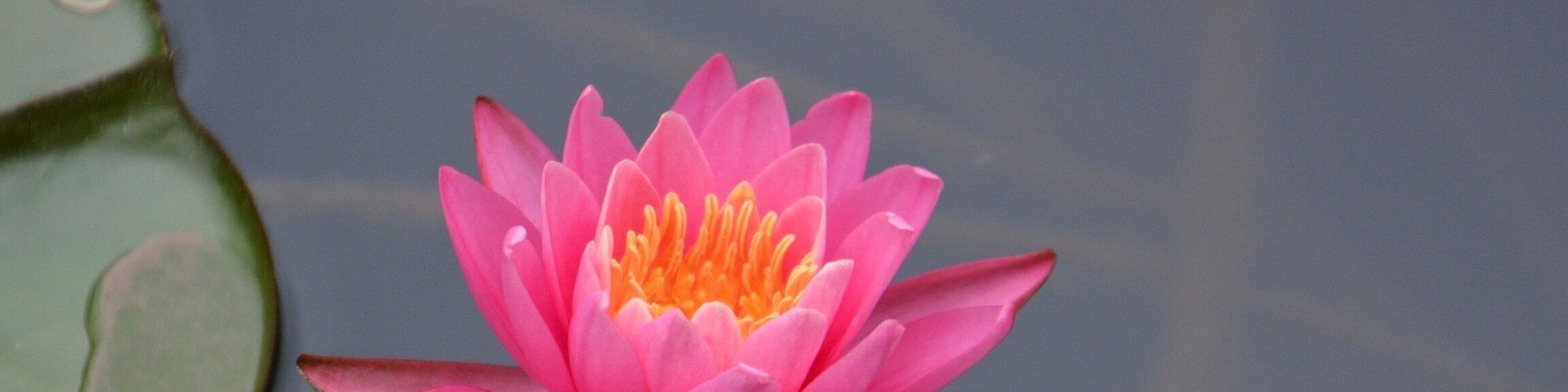 As we approached Hancock, MD on the
C &O trail, this lovely area of water lilies were in the canal.